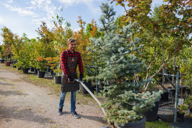 How Our Tree Care Process Works  in  Maplewood, MN